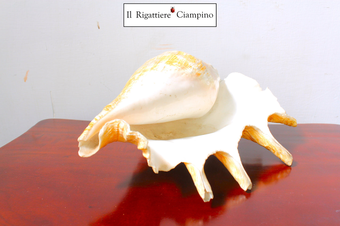 Conchiglia grande soprammobile