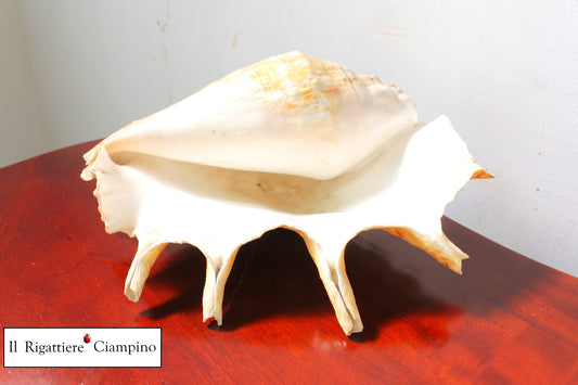 Conchiglia grande soprammobile