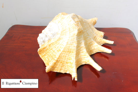 Conchiglia grande soprammobile