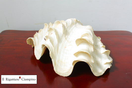 Conchiglia grande Perla soprammobile